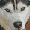 blue and brown eye husky dog Diamond With Numbers