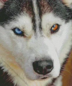 blue and brown eye husky dog Diamond With Numbers