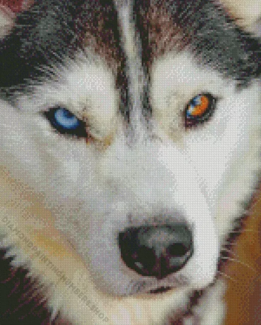 blue and brown eye husky dog Diamond With Numbers