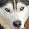 blue and brown eye husky dog Diamond With Numbers