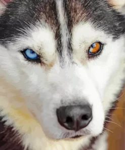 blue and brown eye husky dog Diamond With Numbers