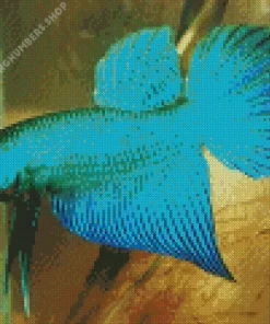 blue and green betta fish Diamond Paints