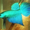 blue and green betta fish Diamond Paints