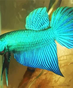 blue and green betta fish Diamond Paints