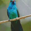 blue and green hummingbird Diamond Paints