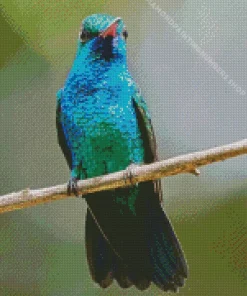 blue and green hummingbird Diamond Paints