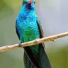 blue and green hummingbird Diamond Paints