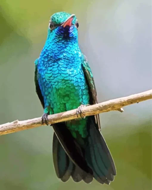 blue and green hummingbird Diamond Paints