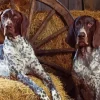 blue english coonhounds Diamond Paintings