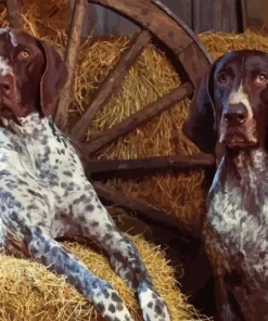 blue english coonhounds Diamond Paintings