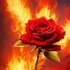 flame rose Diamond Paints