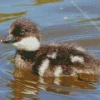 goldeneye duckling Diamond With Numbers
