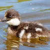 goldeneye duckling Diamond With Numbers