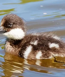 goldeneye duckling Diamond With Numbers