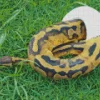 pied ball python Diamond With Numbers