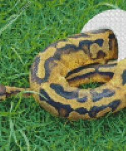 pied ball python Diamond With Numbers