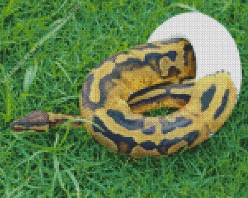 pied ball python Diamond With Numbers