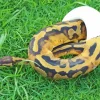 pied ball python Diamond With Numbers