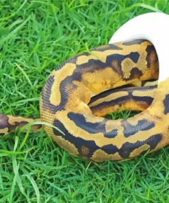 pied ball python Diamond With Numbers
