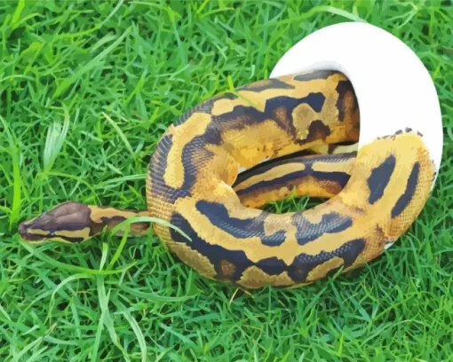 pied ball python Diamond With Numbers
