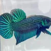 Betta Smaragdina Diamond Painting