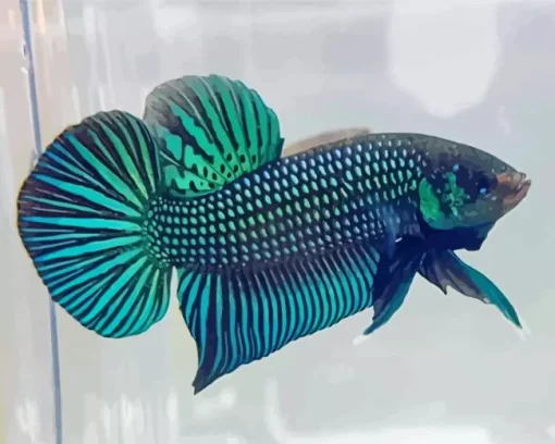 Betta Smaragdina Diamond Painting