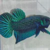 Betta Smaragdina Diamond Painting
