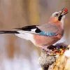 Eurasian Jay Bird Diamond Painting
