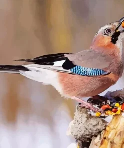 Eurasian Jay Bird Diamond Painting