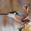 Eurasian Jay Bird Diamond Painting