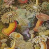 Actiniae By Ernst Haeckel Diamond Painting