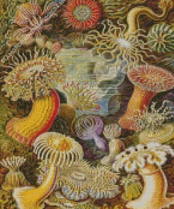 Actiniae By Ernst Haeckel Diamond Painting