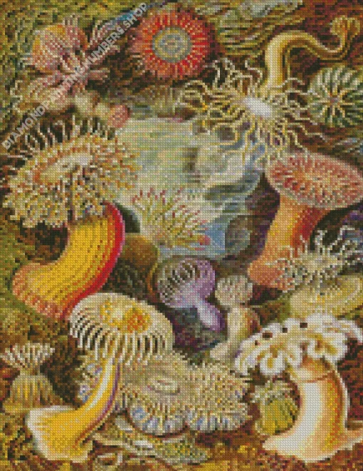 Actiniae By Ernst Haeckel Diamond Painting
