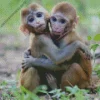 Baby Monkey Diamond Painting