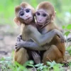 Baby Monkey Diamond Painting