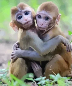 Baby Monkey Diamond Painting