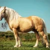 Beige Horse Diamond Painting