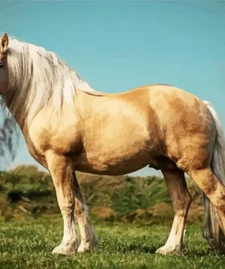 Beige Horse Diamond Painting