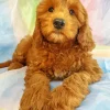 Bernedoodle Puppy Diamond Painting
