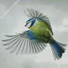 Bird Blue Tit Diamond Painting