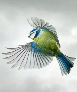 Bird Blue Tit Diamond Painting