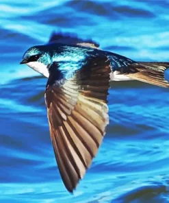 Bird Flying Over Ocean Diamond Painting