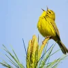 Bird Singing Diamond Painting