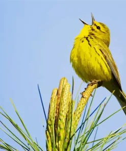 Bird Singing Diamond Painting