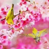 Birds On Flowers Diamond Painting