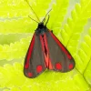 Black And Red Butterfly Diamond Painting