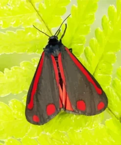 Black And Red Butterfly Diamond Painting