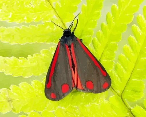 Black And Red Butterfly Diamond Painting