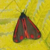 Black And Red Butterfly Diamond Painting