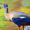 Black And Red Ibis Diamond Painting